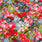 Pound A Metre Design 31 Per Metre Clearance Digital Cotton 45'' Wide (Over 40 Variation Available)